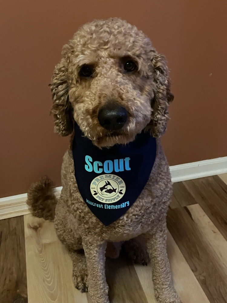 Image of Scout therapy dog 